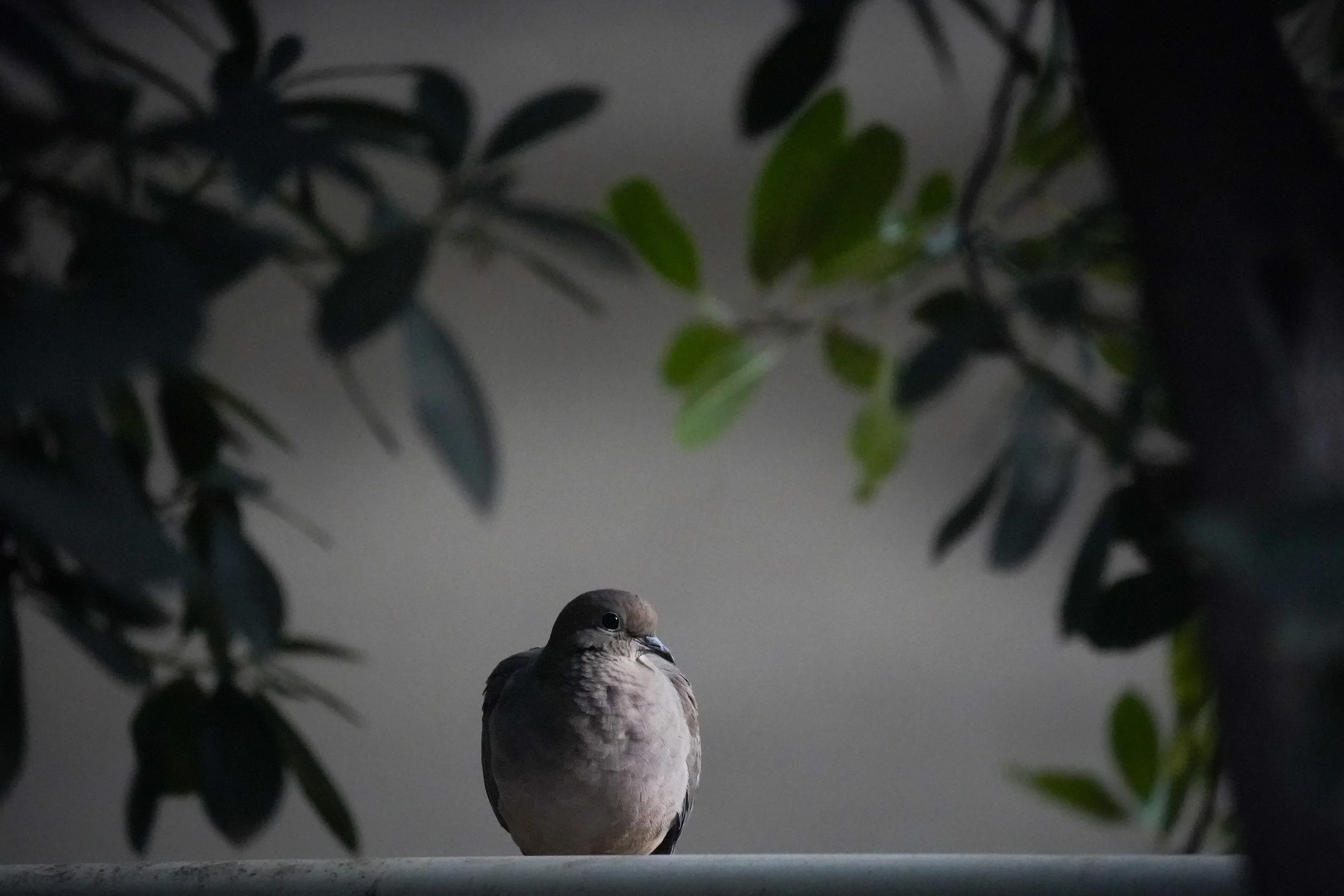 Little Bird.jpg