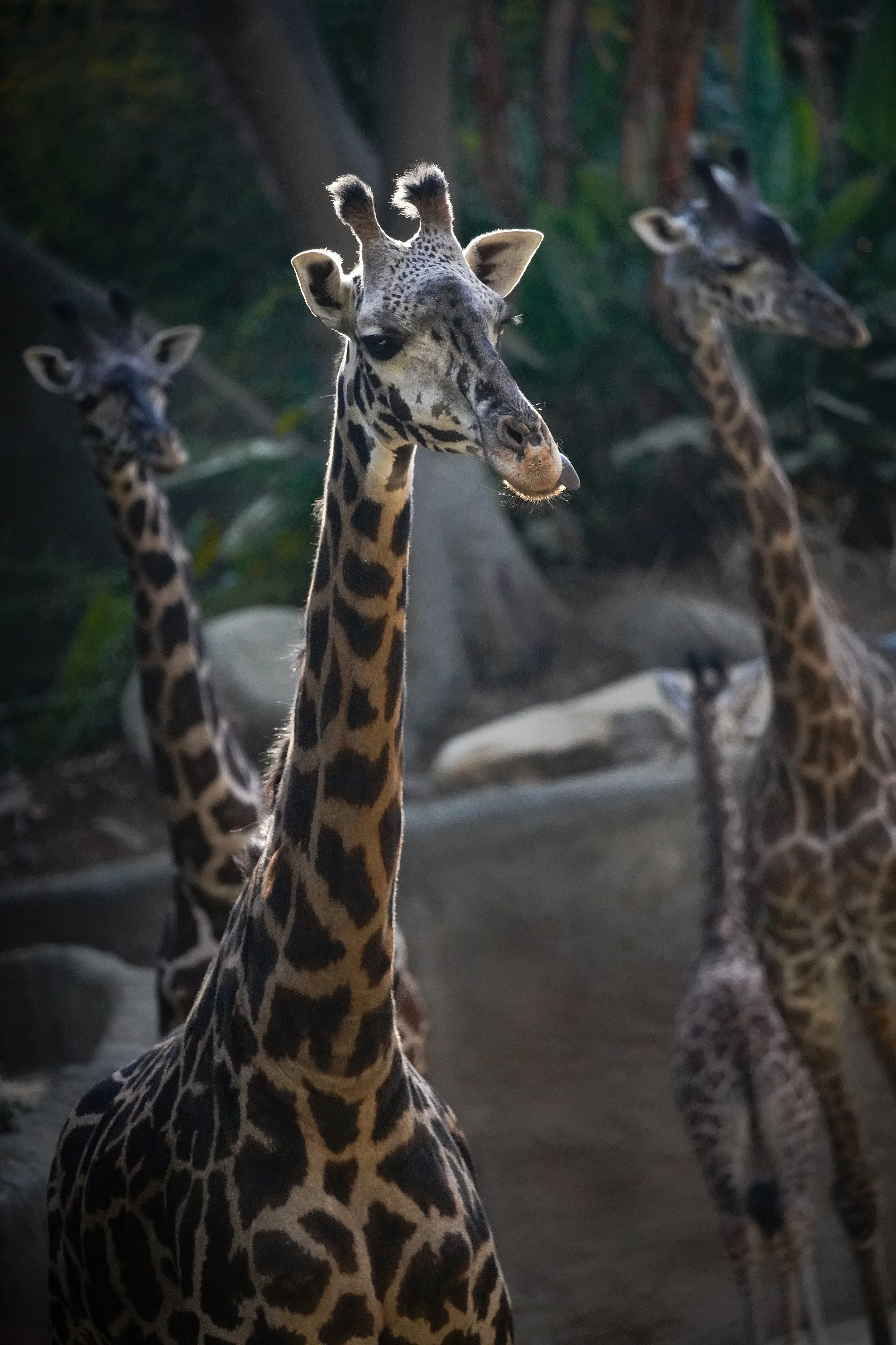 Giraffes.jpg