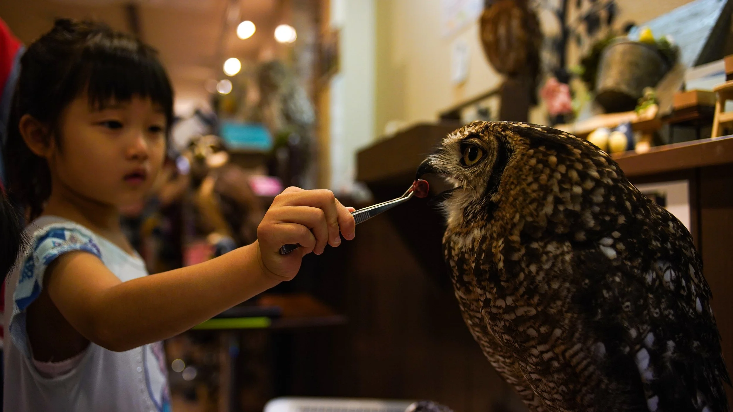 Owl.jpg
