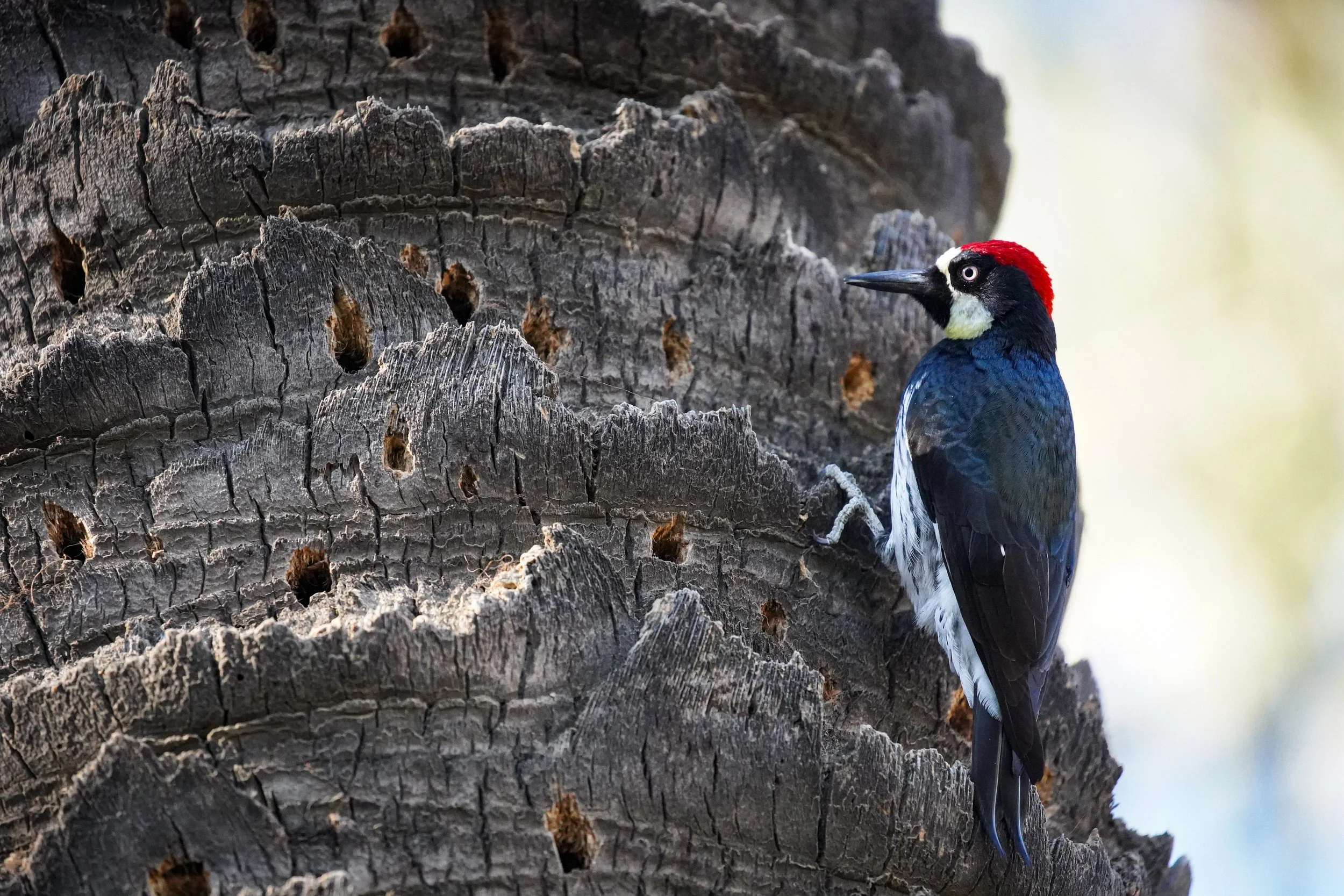 Woodpecker.jpg