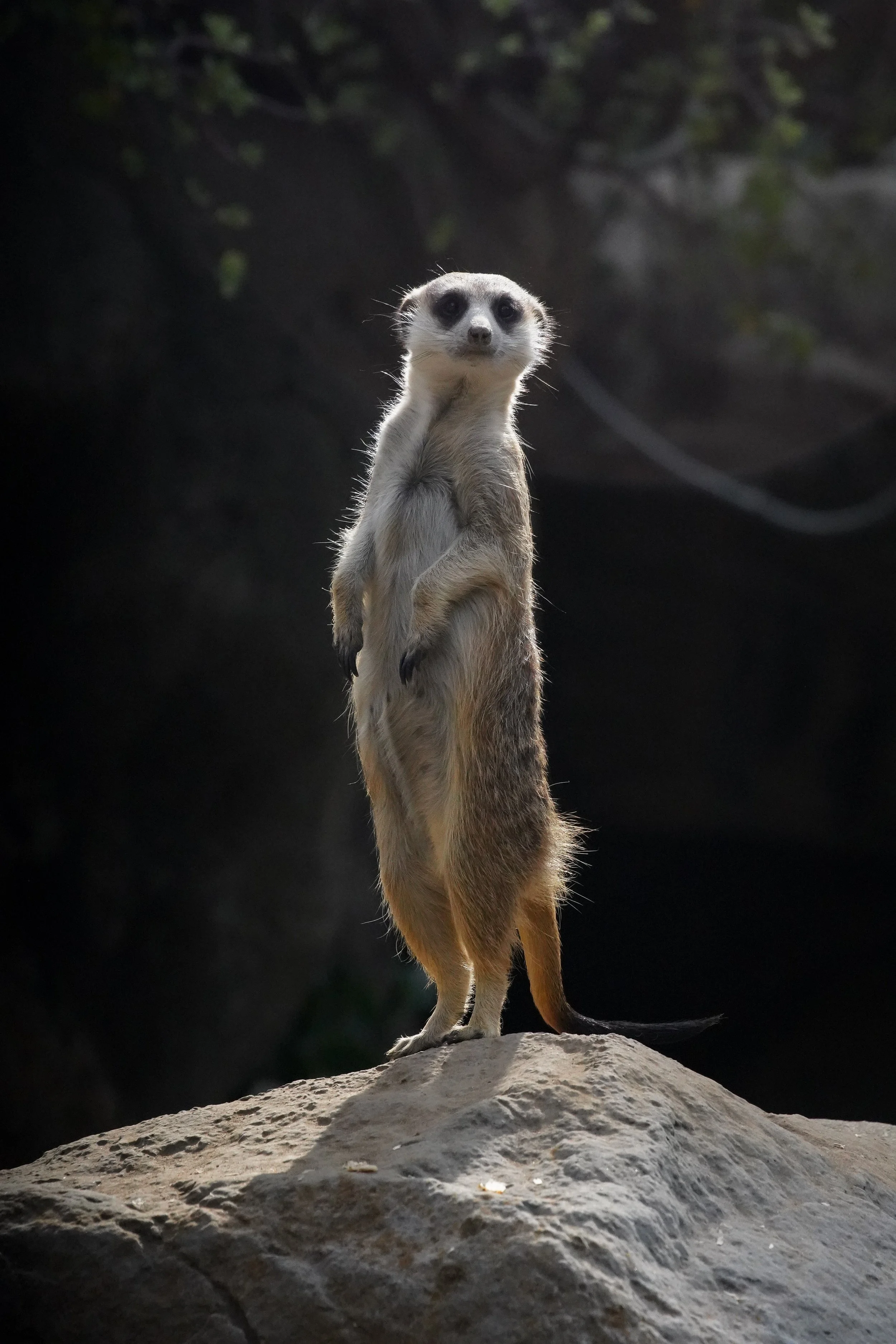 Prarie Dog.jpg