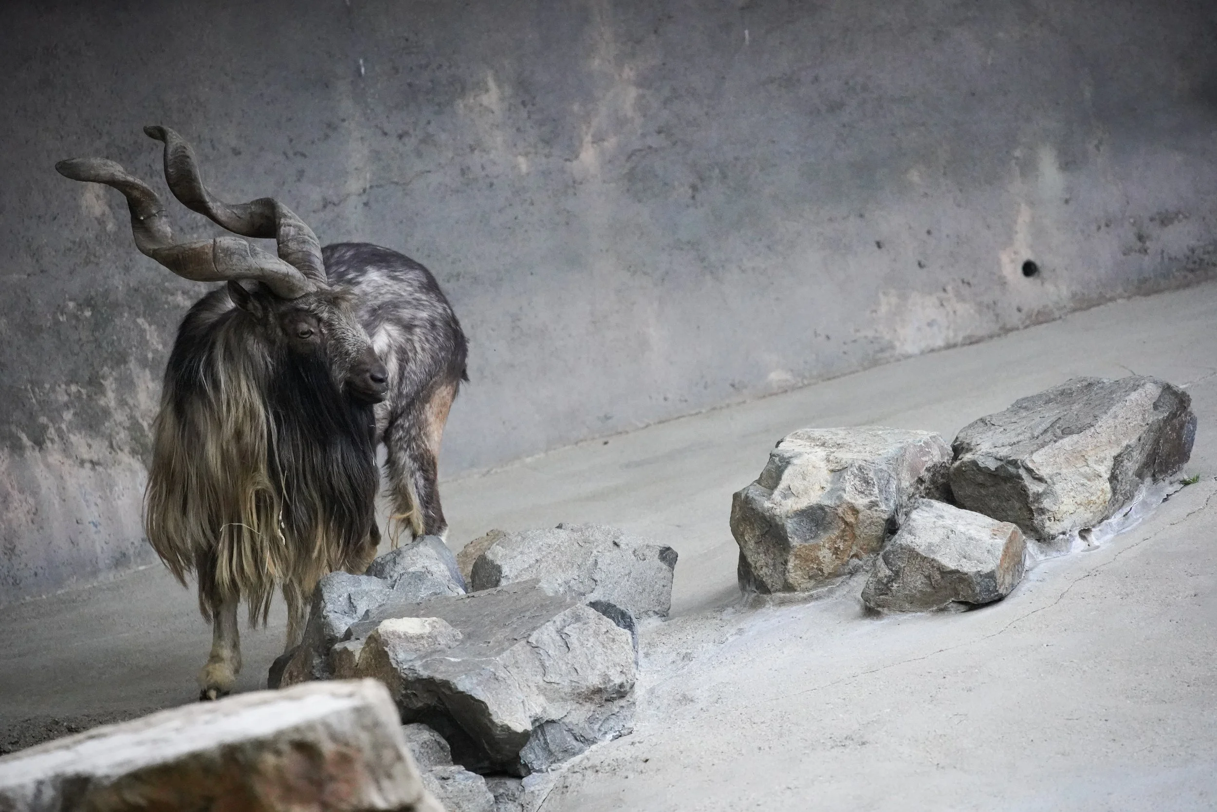 Mountain Goat.jpg