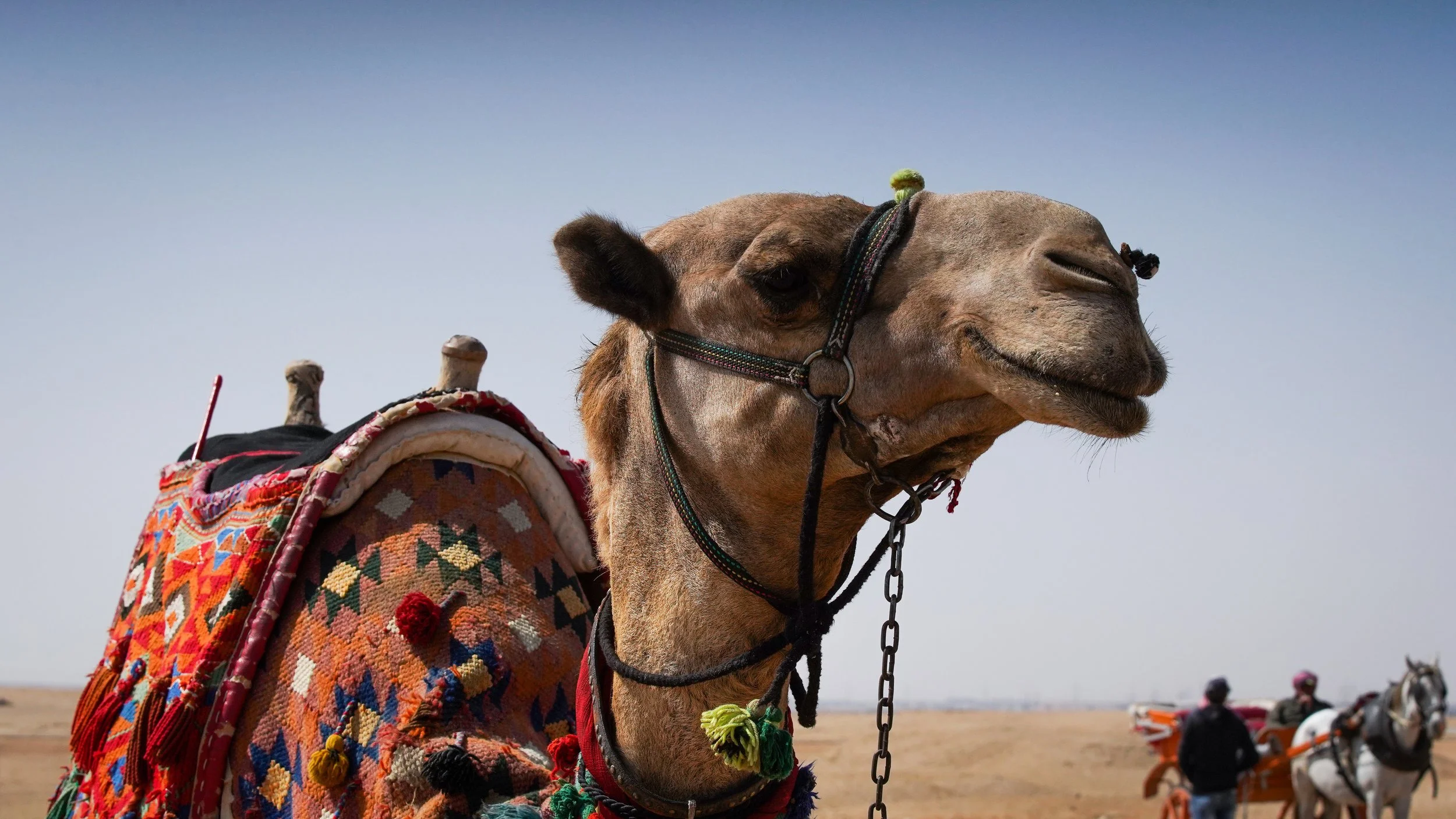 Camel.jpg