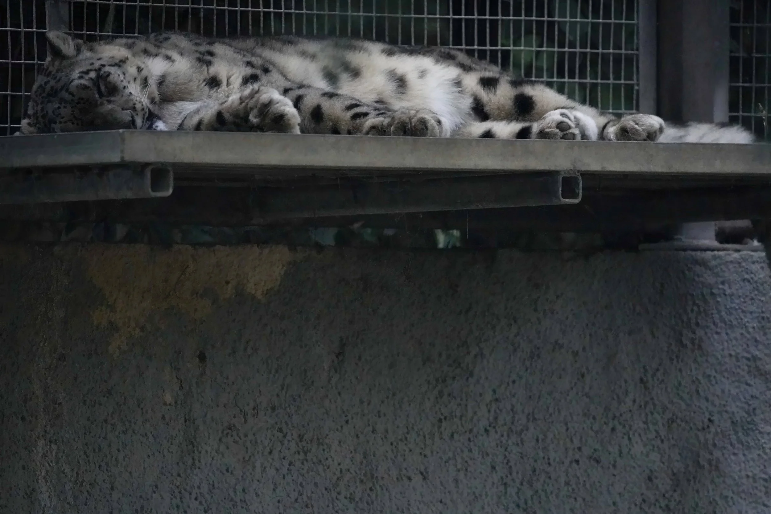 Snow Leopard.jpg