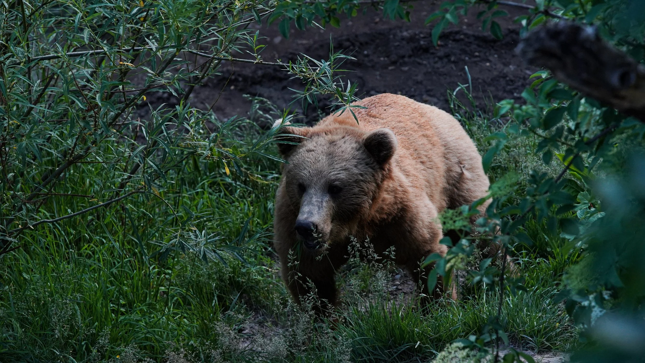 Bear 1.jpg