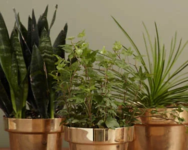 Plants.jpg