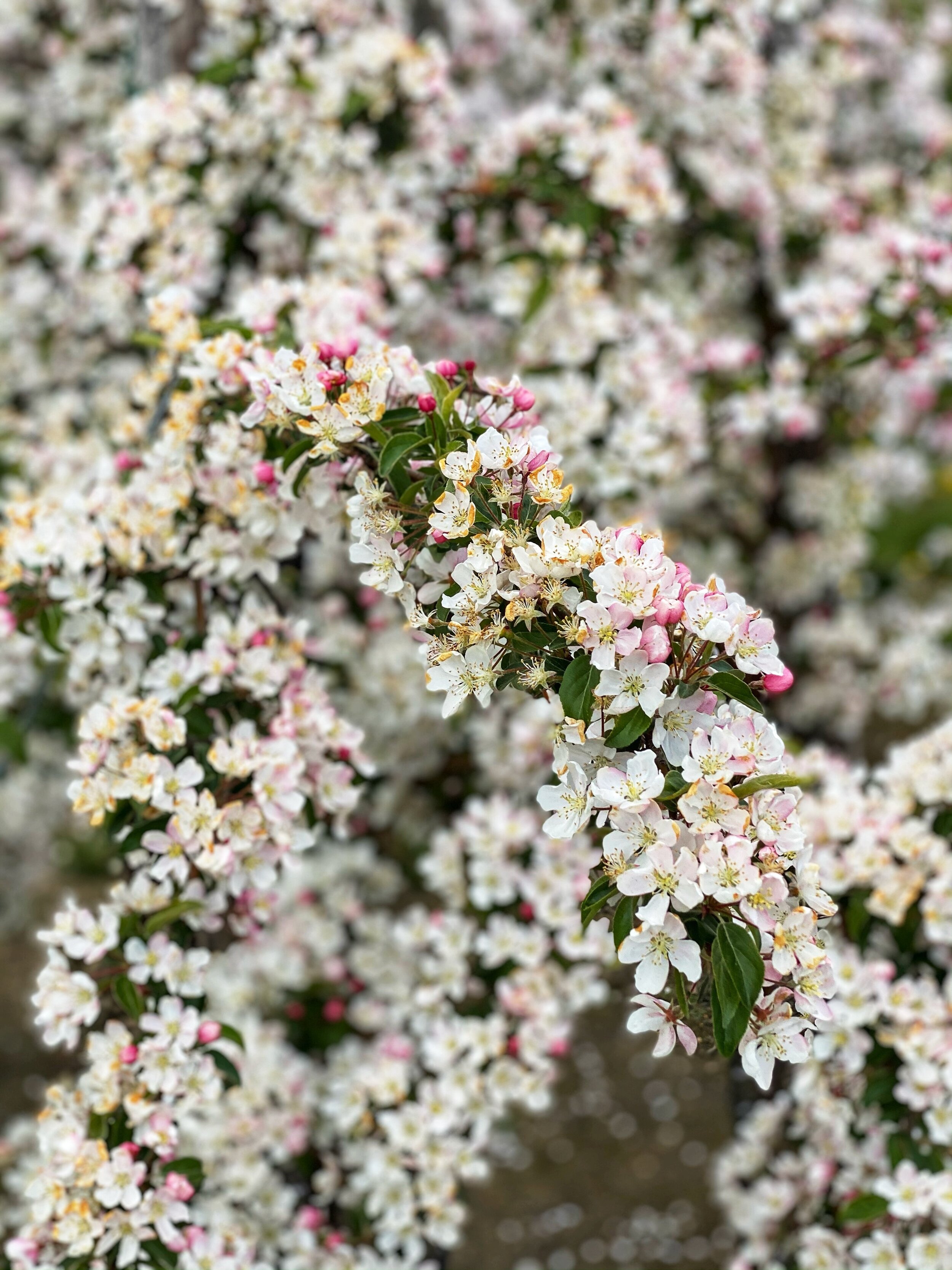 Blossom close-up.jpg