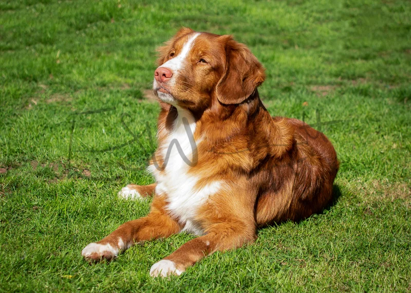 Endeavour the Nova Scotia Retriever 🐾