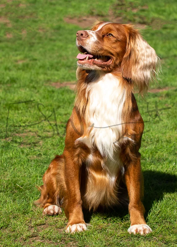 Teddy the Spaniel 🐾