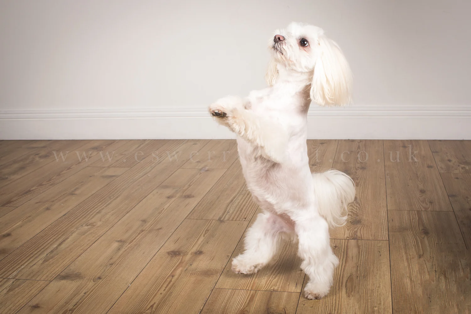Dancing dog.jpg