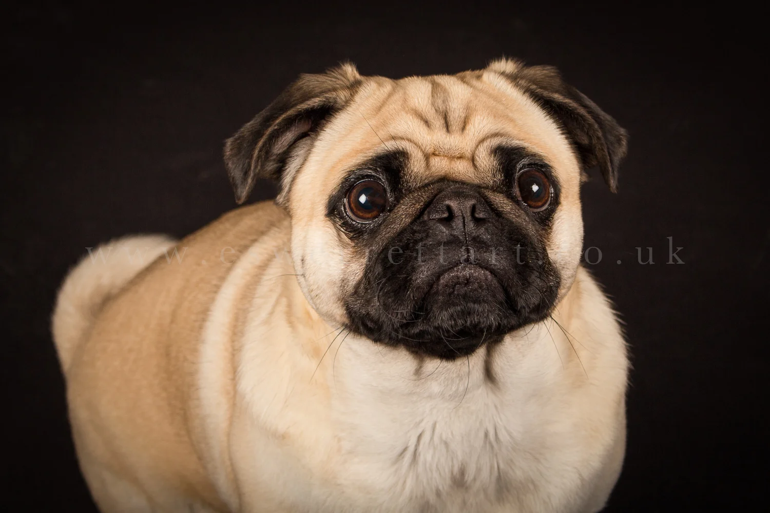Pug.jpg