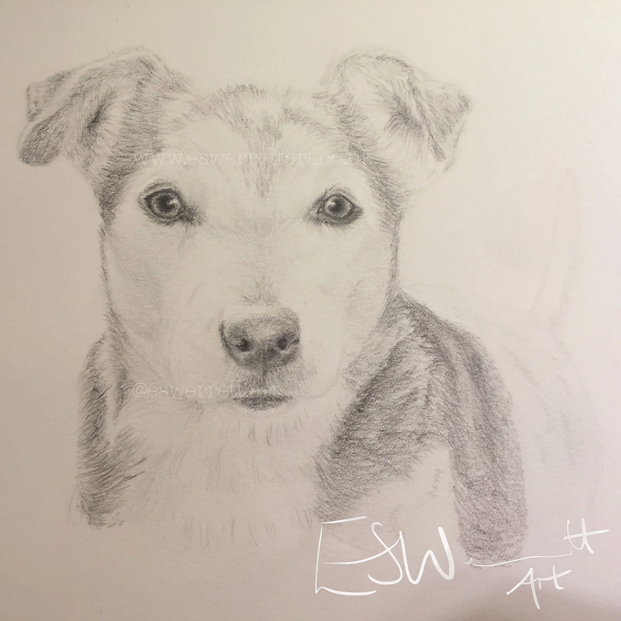 Jack Russel Pencil pet portrait.jpg