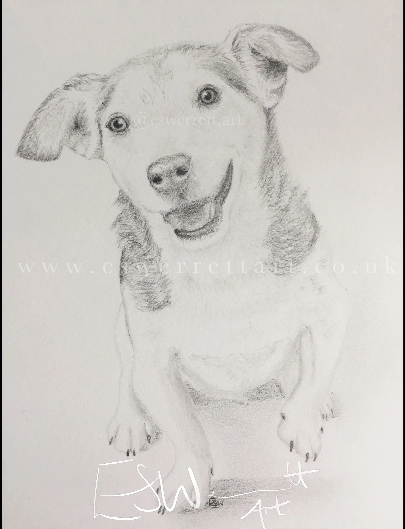 Jack+Russel+Pencil+Portrait.jpg