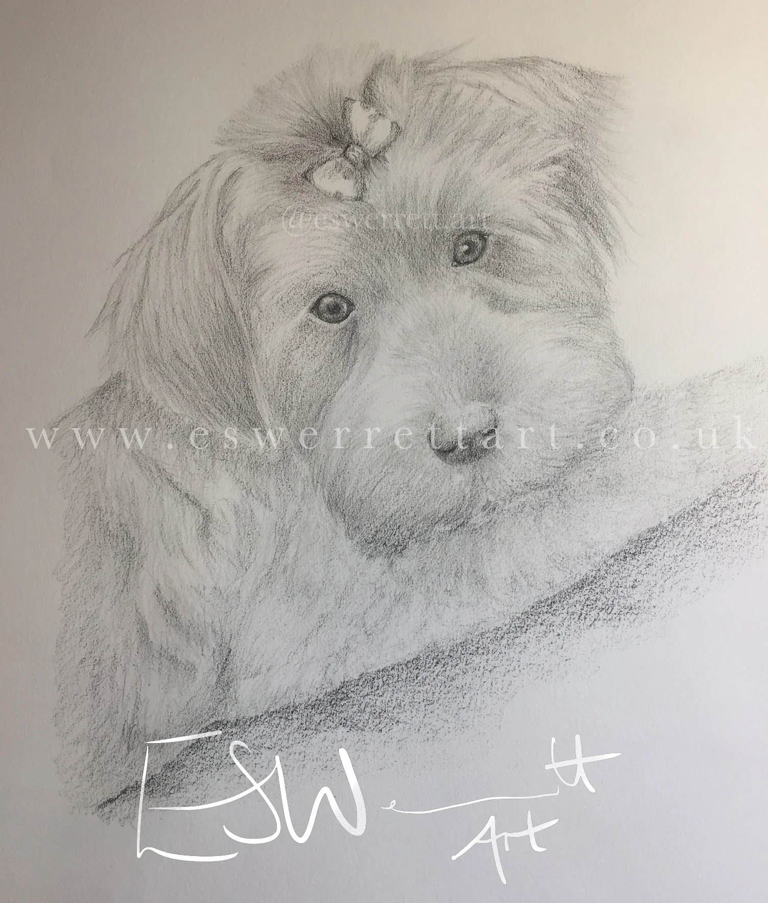 Fluffy little dog pet portrait dog.jpg