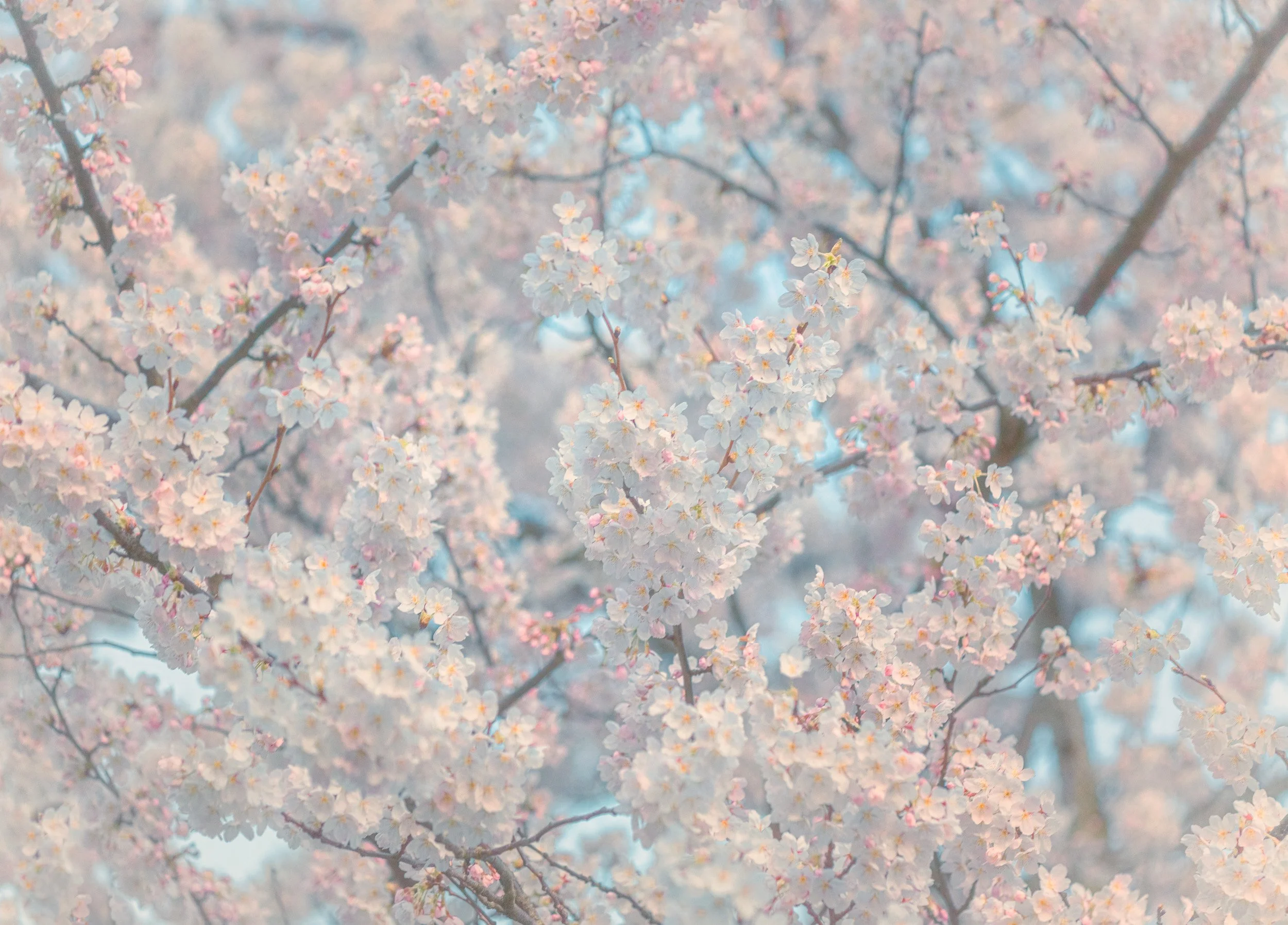 _Q9A1746 kopie 2-Verbeterd-SR.JPG