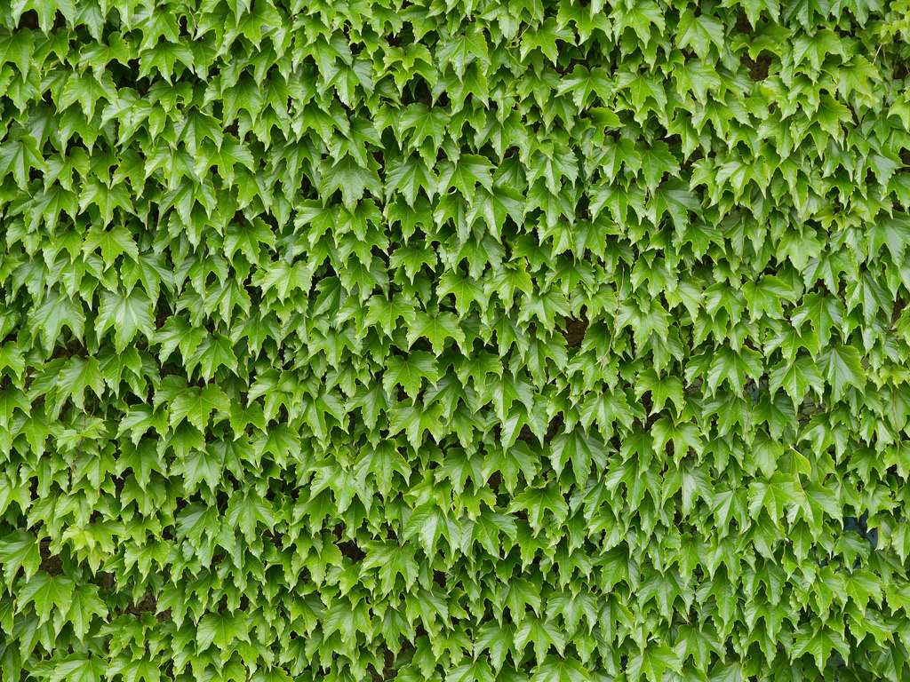 Leaf 2.jpg