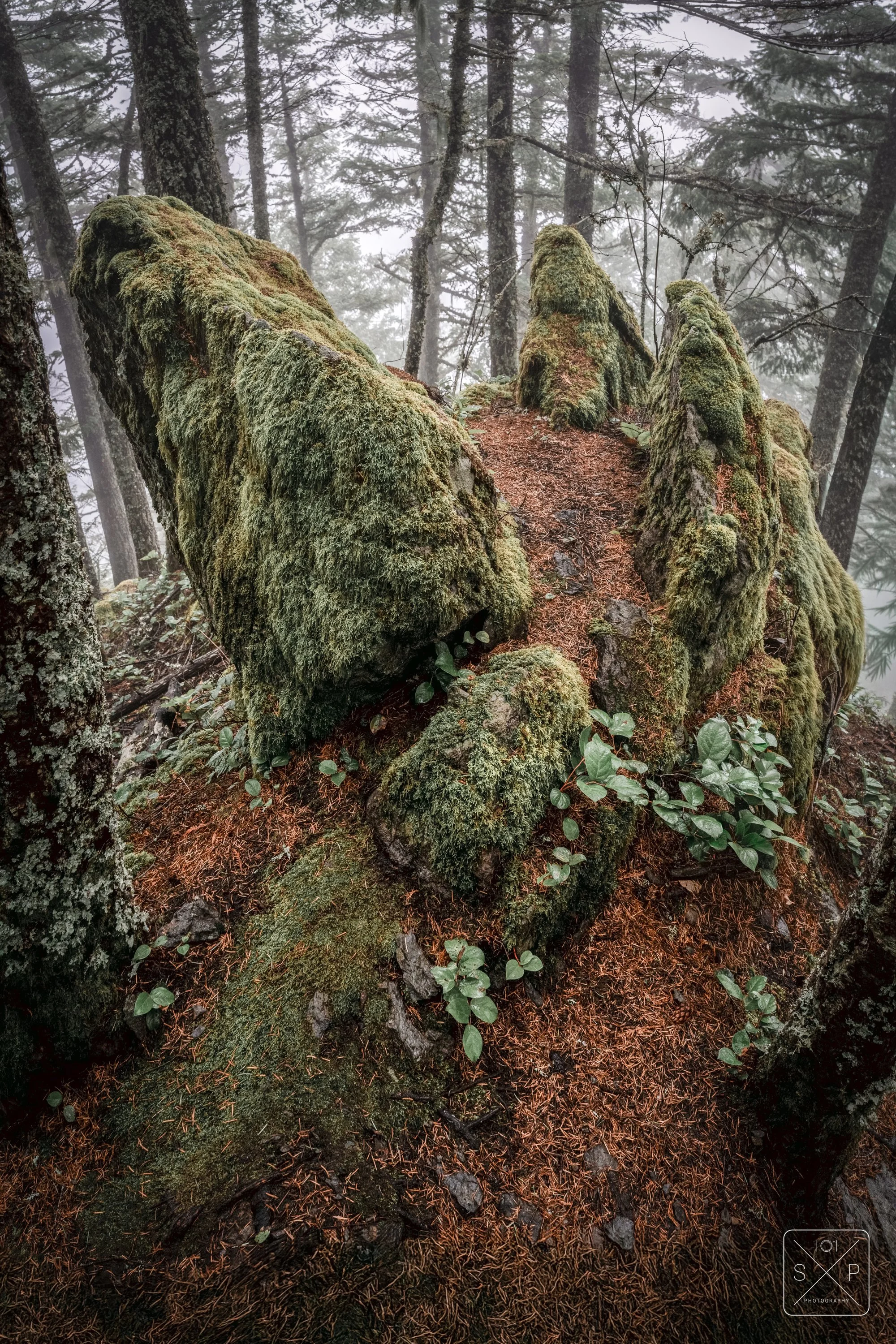 _DSC2791-Edit-2.jpg