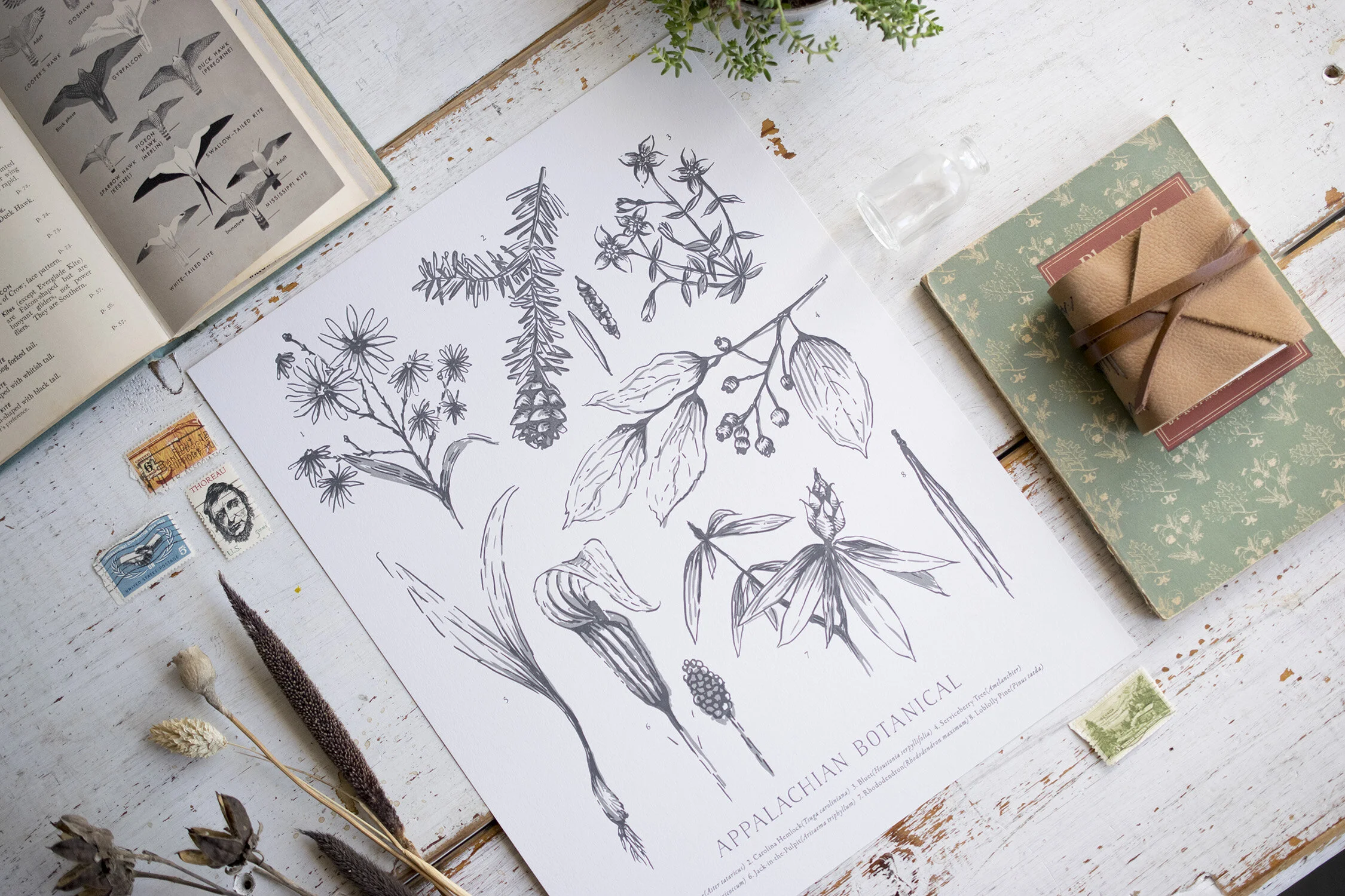 Botanical drawings