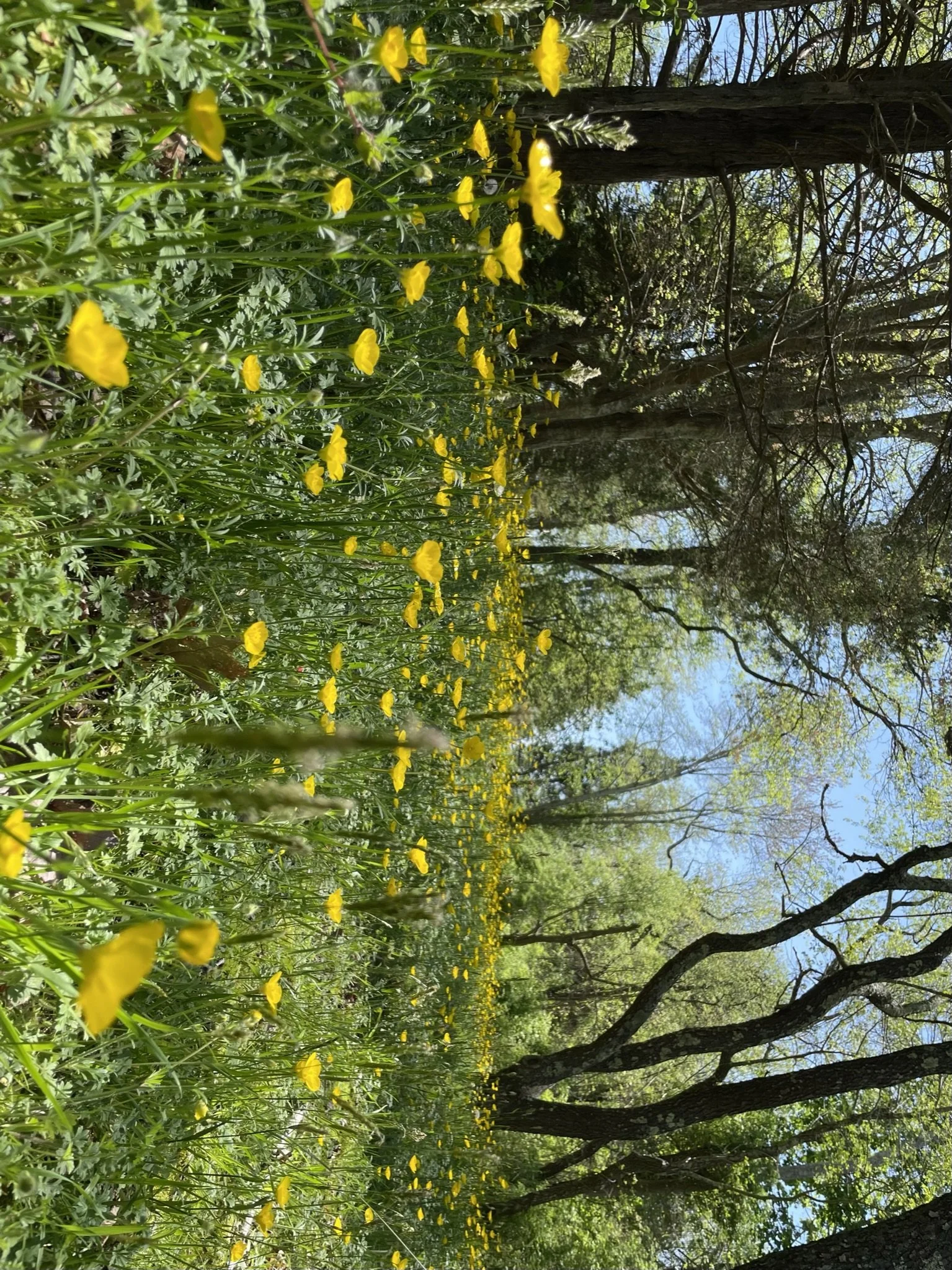 IMG_0906.JPEG