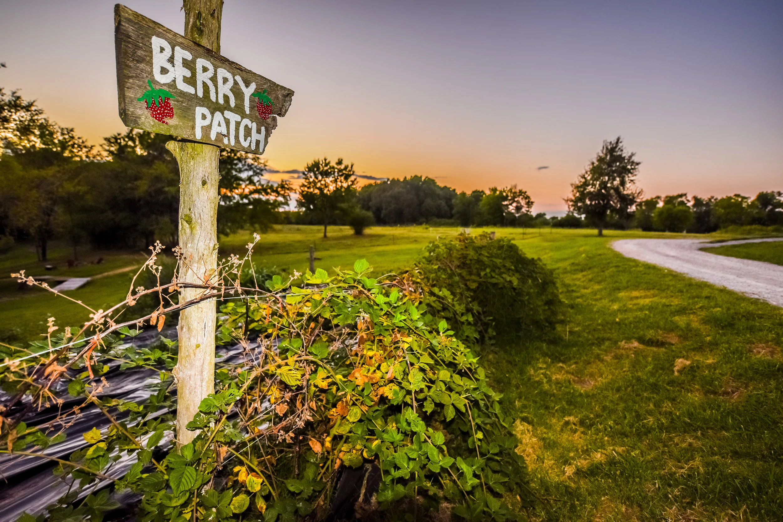 FARM (101 of 111).jpg