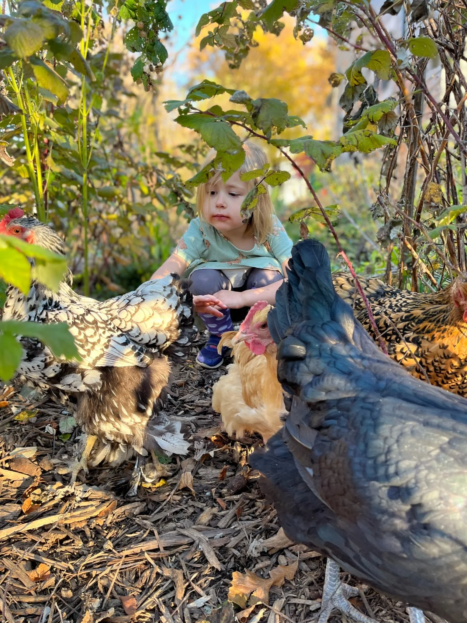 Ornamental Design Meets Permaculture Design