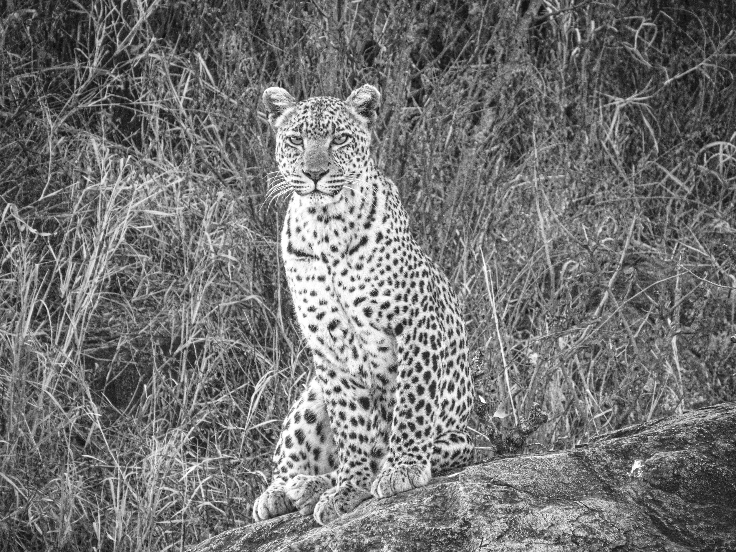 Leopard.jpg