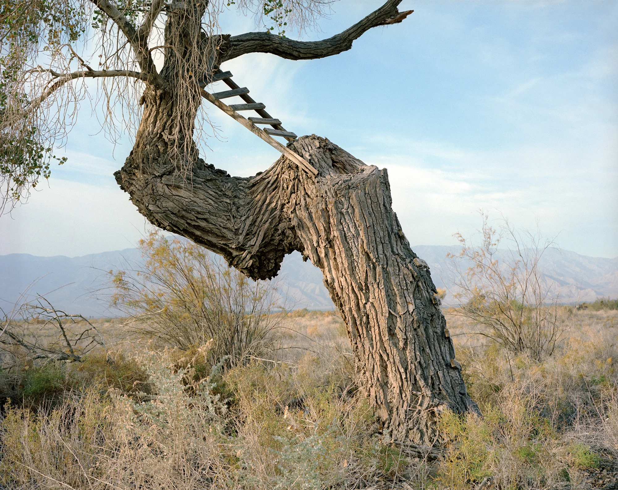 ladder-tree.jpg