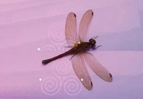 dragonfly-on-card-IV-for-bus-card.jpg