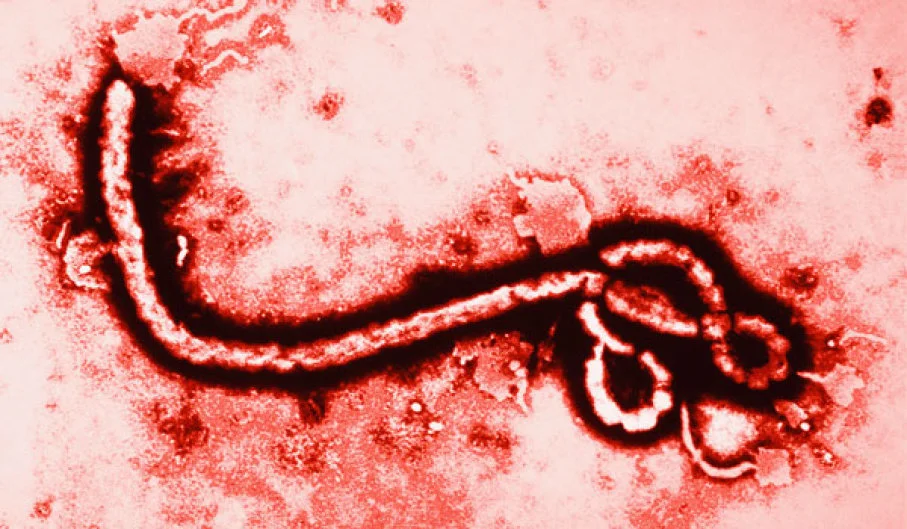 The Ebola virus (Creative Commons)