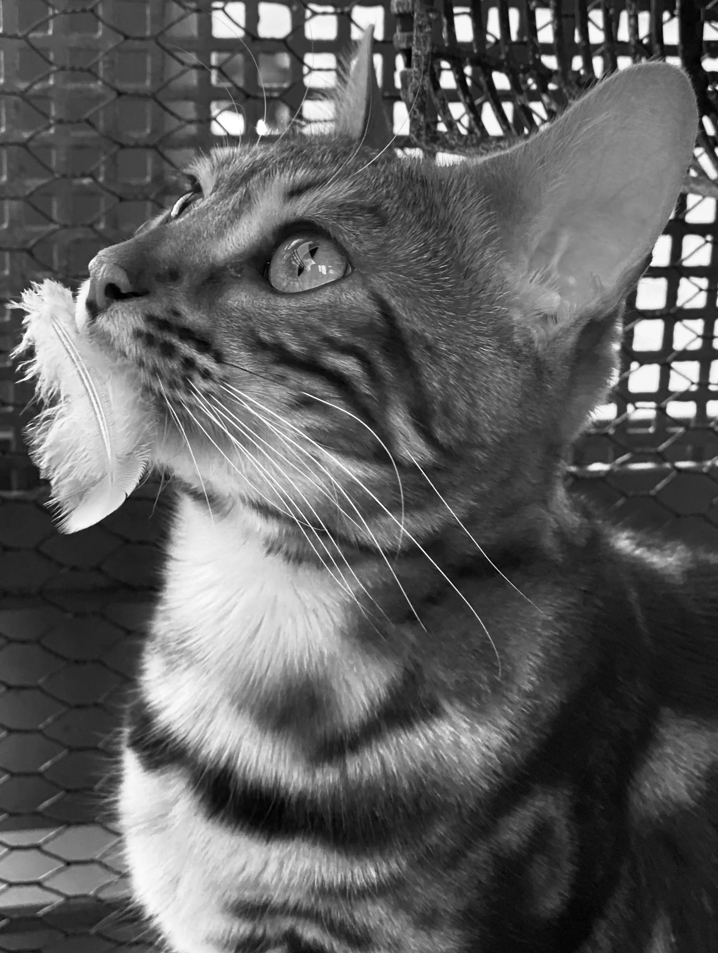 When Freyja met a pigeon