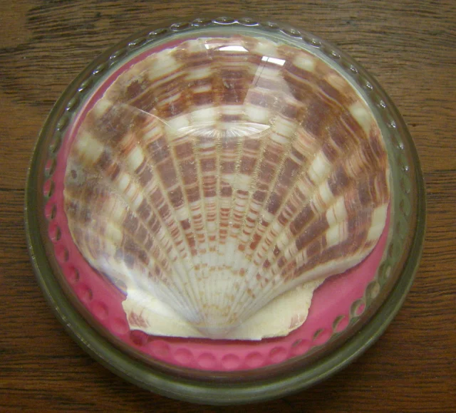AP14226BDOMESHELL.jpg