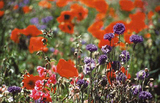 GROWING GREETING FIELD VIEW.gif