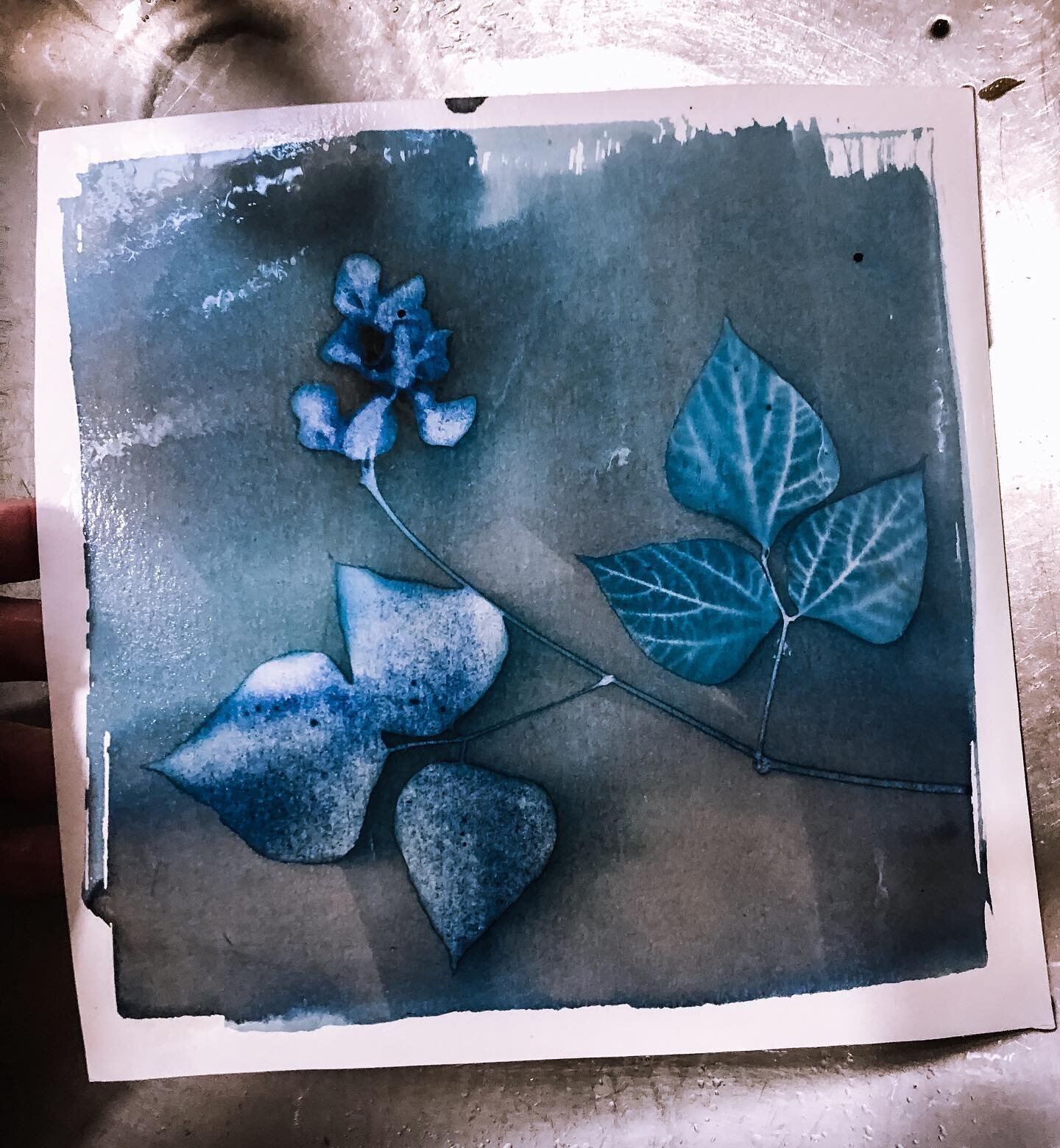 Hyacinth cyanotype print attempt #475.
&ldquo;Notes: Failed. 30 minutes exposed under UV light.
Would have worked if I had flatten all parts as well as set of leaves on right. So close.&rdquo;

I am so lucky to have the opportunity to fail over and o