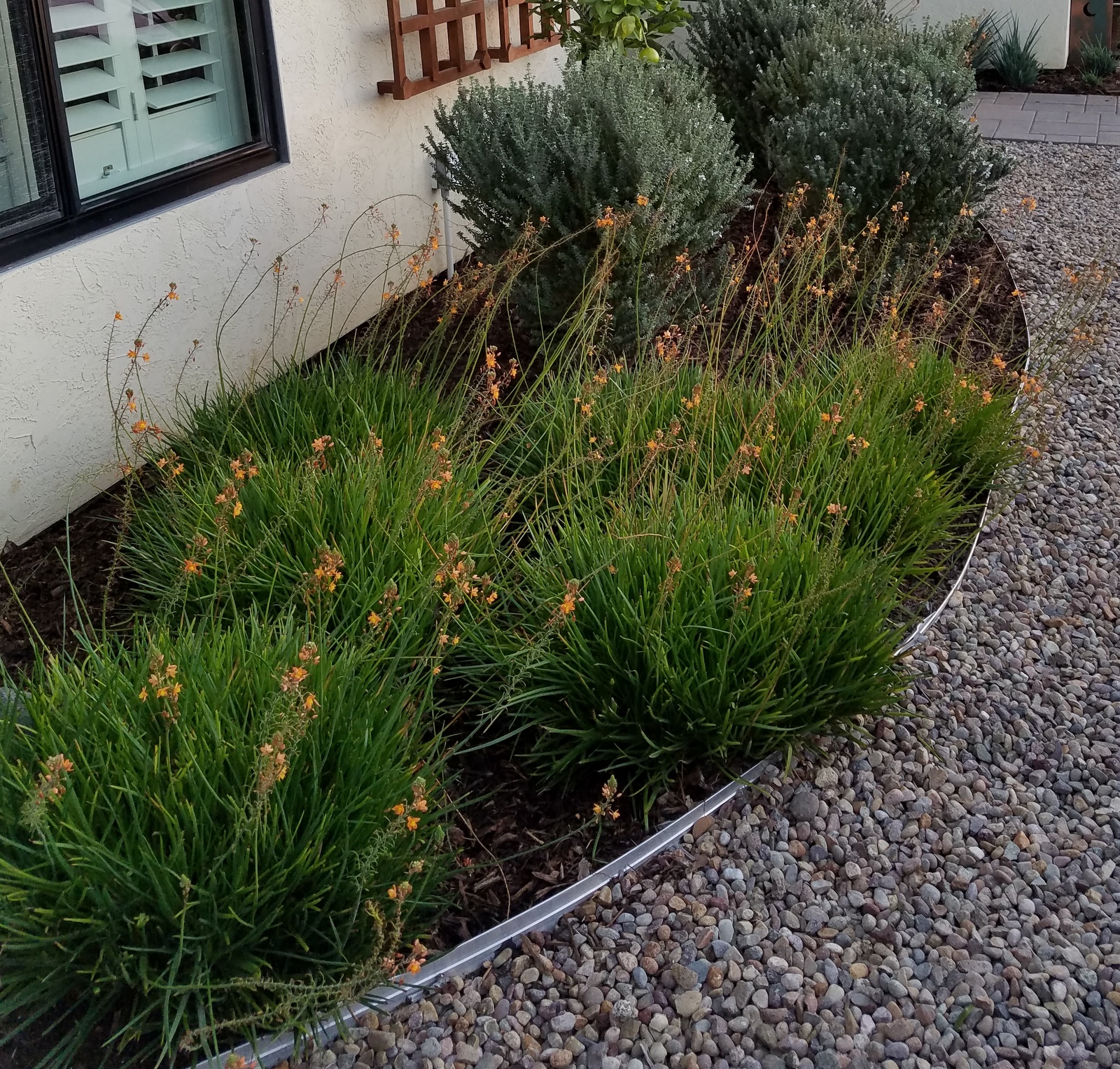 Low maintenance plants