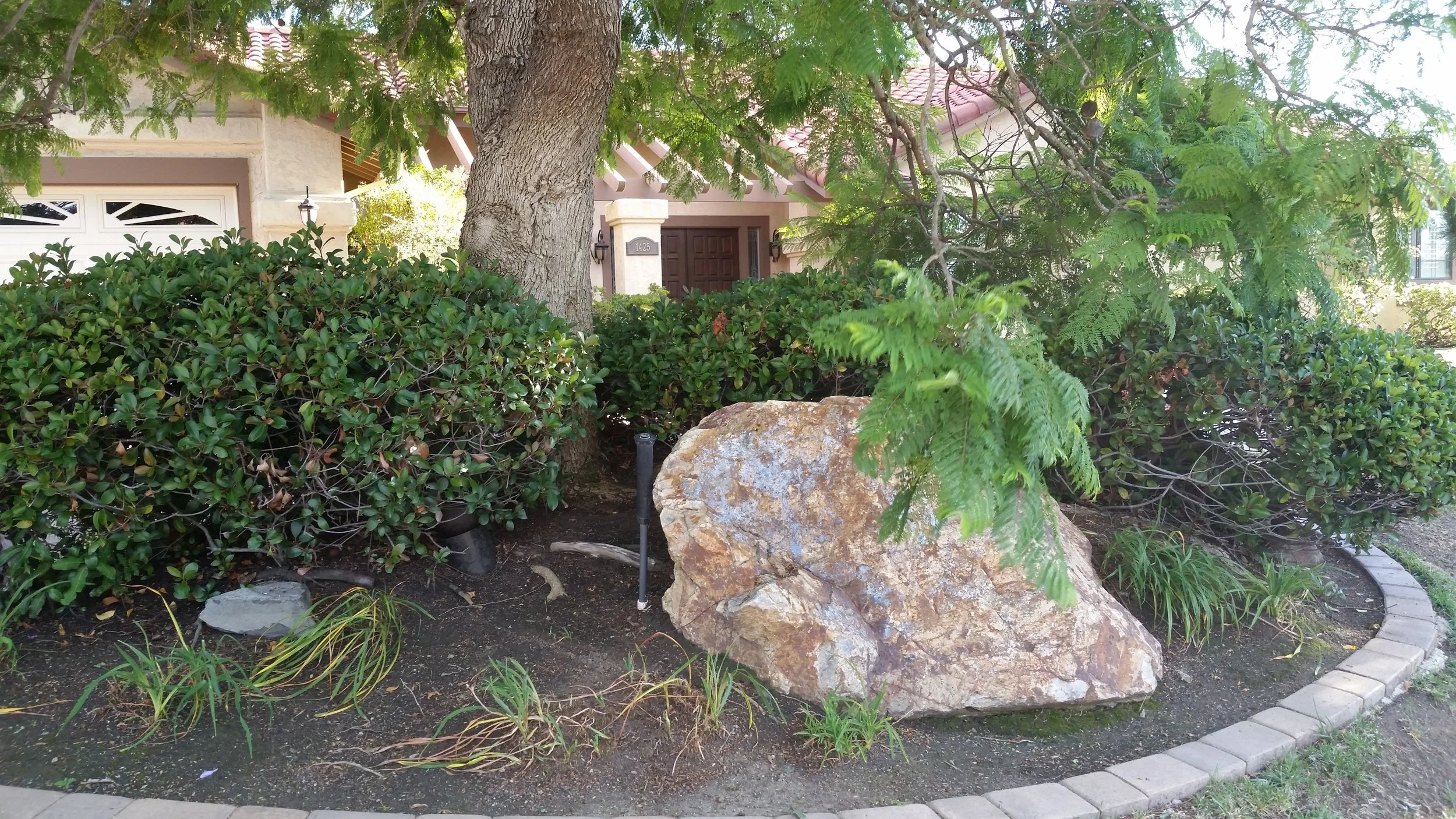 This photo shows a “before” shot, Rhaphiolepis (which needed trimming)and compacted soil made it difficult for plants to thrive
