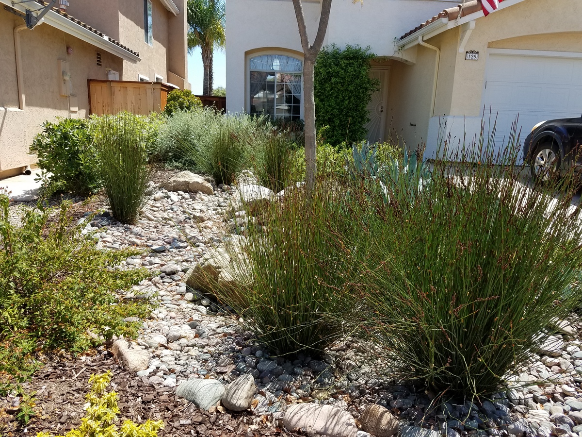 Chondropetalum tectorum (Cape Rush) is a great swale plant- it does well when the soil is wet as well as dry once established. It is low maintenance and does not need trimming like grasses do