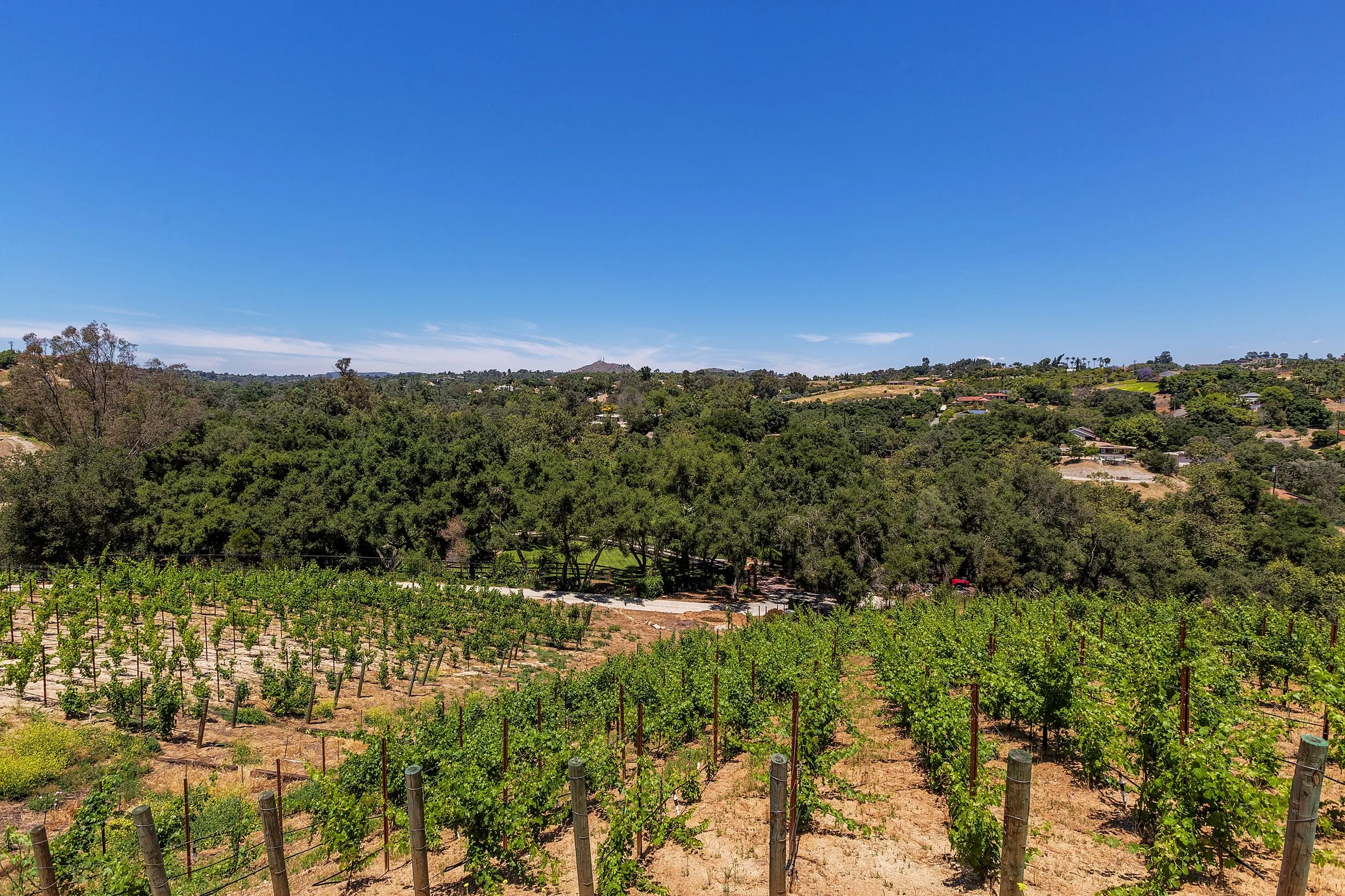 088_Vinyards.jpg