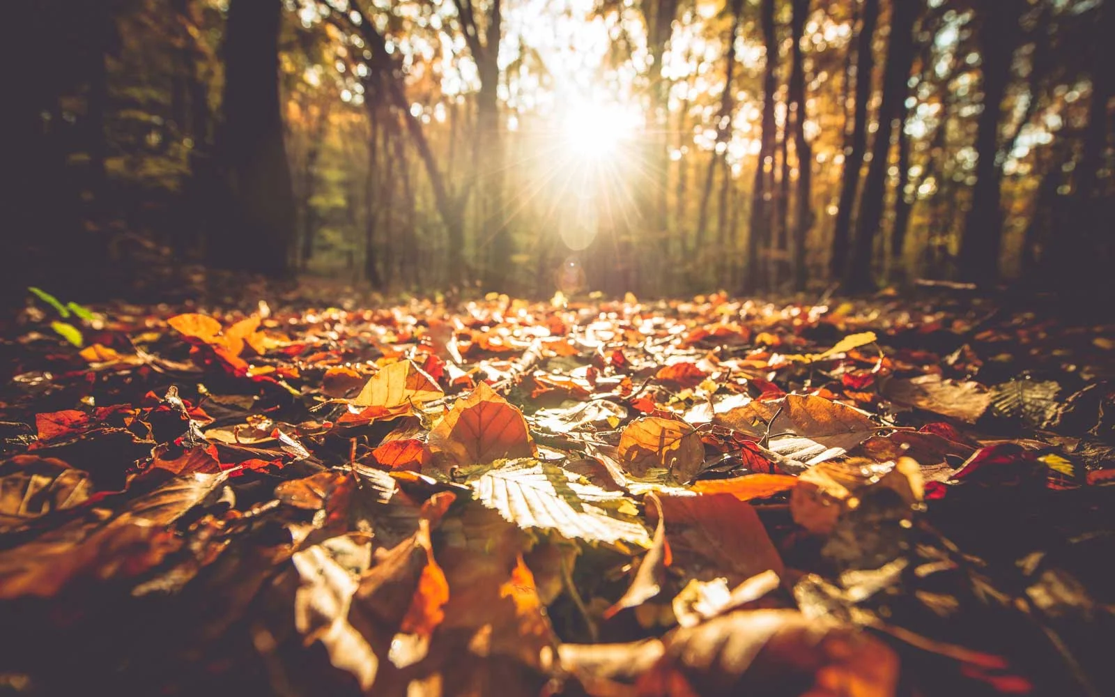 leaves.jpg