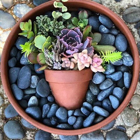 succipot in a pot.jpg