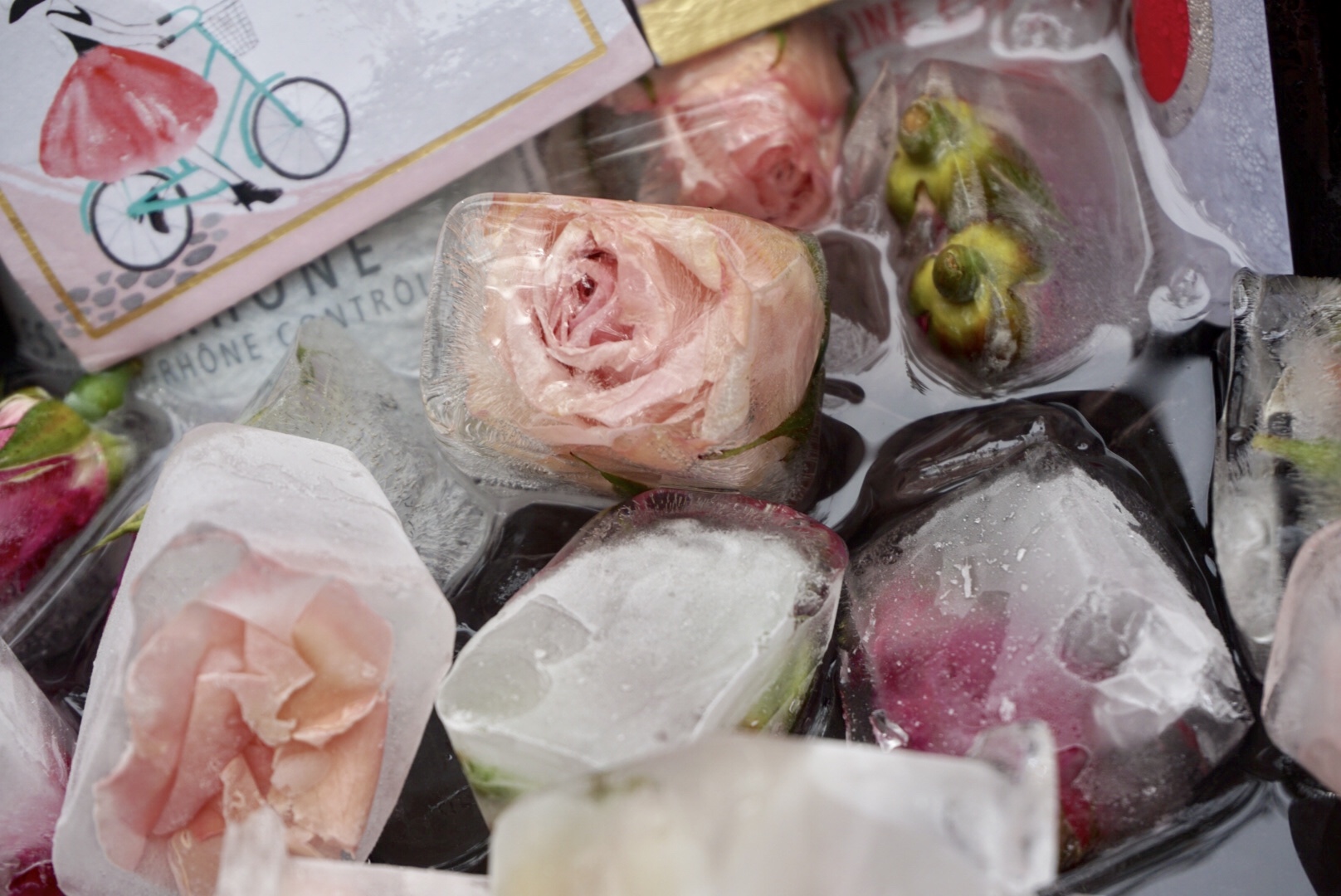  Rose filled ice cubes 