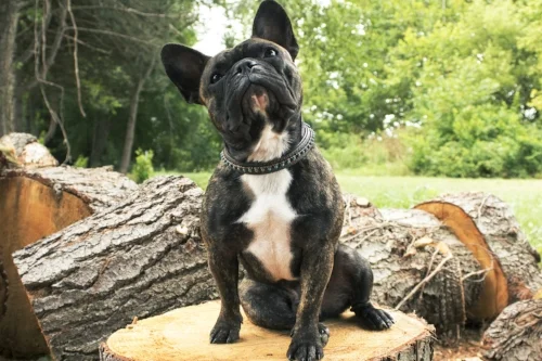 Felix - Log Throne.jpg