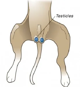 Neutering-e1361816394838.jpg