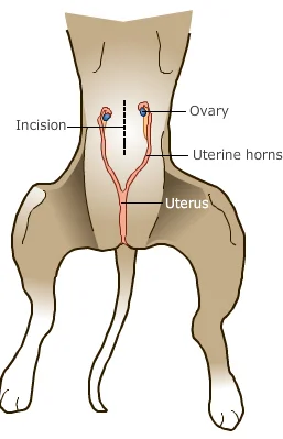 Spay.jpg
