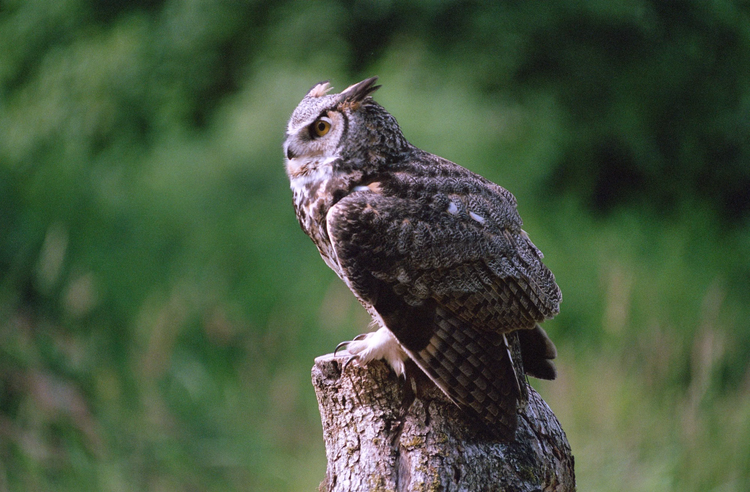 Portra 400 The Raptors Duncan-6.jpg