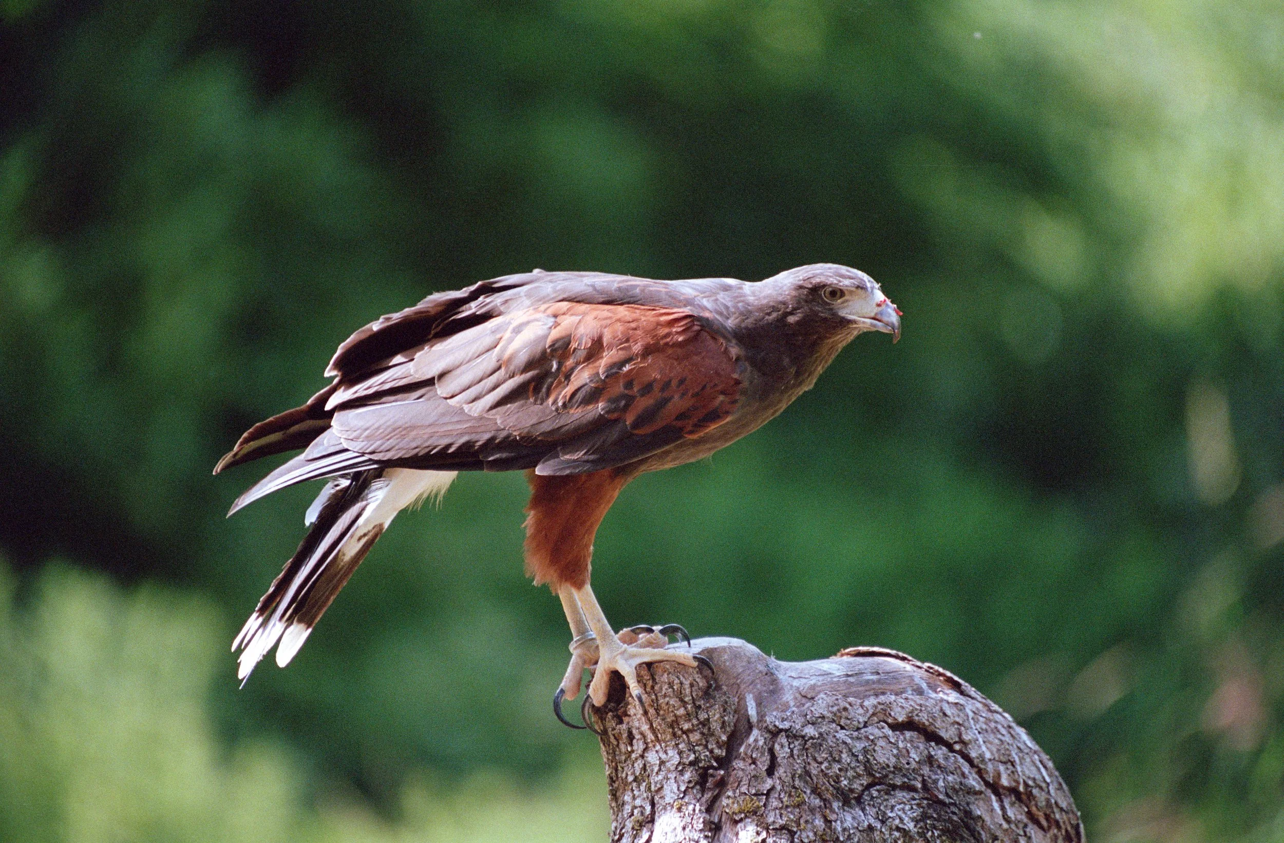 Portra 400 The Raptors Duncan-3.jpg