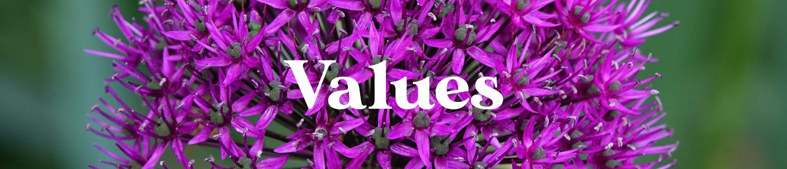 Purplelily-Design-vales-banner.jpg