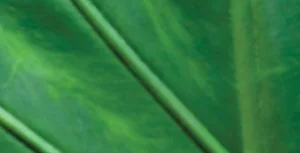 PurplelilyDesign-web-background1.jpg