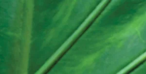PurplelilyDesign-web-background2.jpg