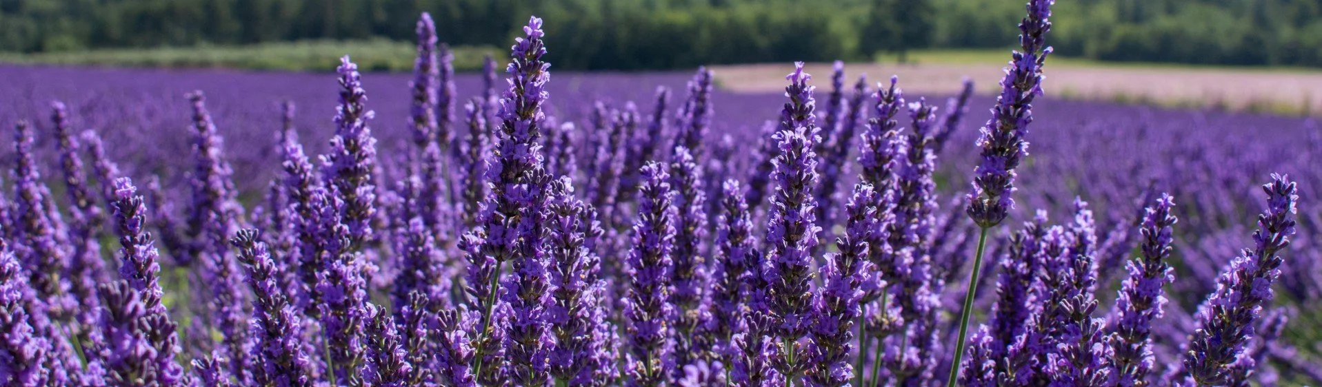 From-thomas-delacretaz-lavender.jpg