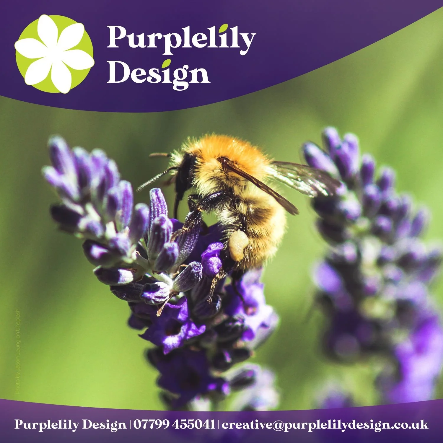 Close-up photo of a bee on purple lavender flowers with green background, advertising for Purplelily Design, with contact information at the bottom.